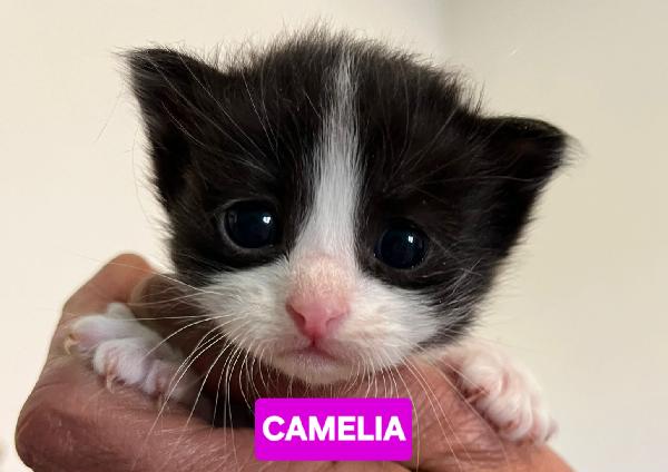 Angioletti In Adozione